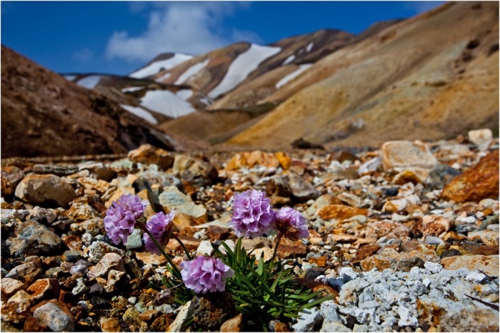 Blumengruss aus Landmannalaugar