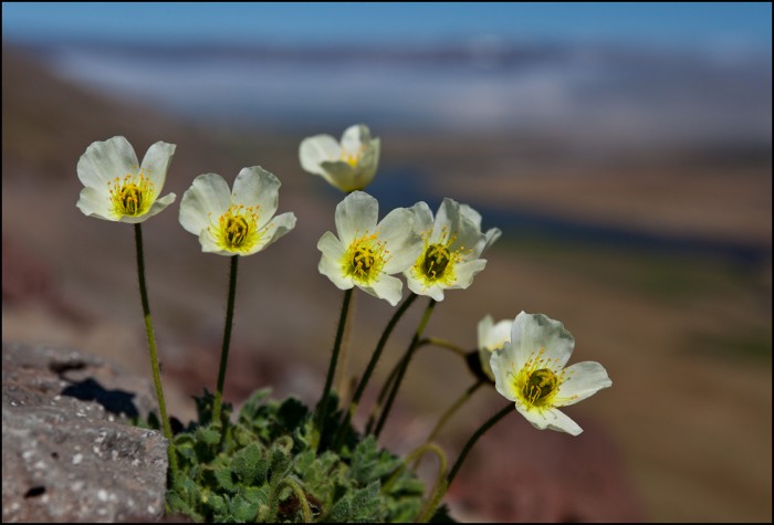 Island-Mohn