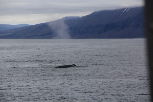 Blauwale in der Bucht vor Husavik