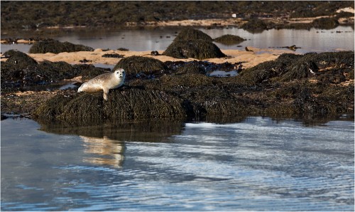 Seehund am Strand von Ytri-Tunga